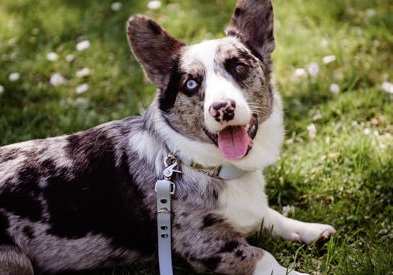 Photos de couple au Chateau de Pourtalès